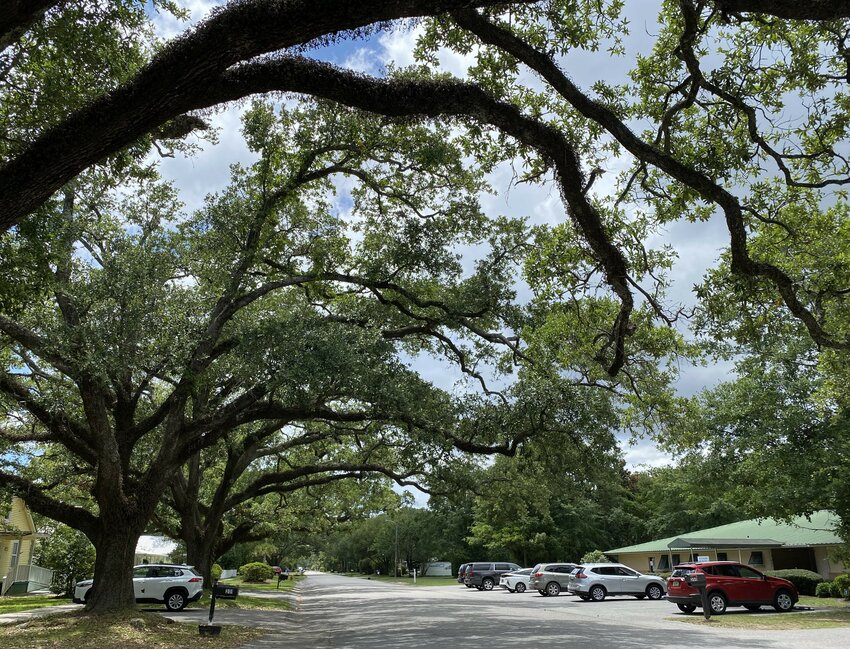 Trees line the street in older neighborhoods in Foley. New regulations will require that developers plant trees along rights of way in new subdivisions in the city.