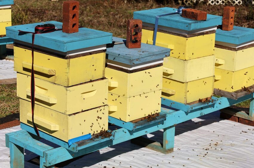 After confirmed detection of Africanized honeybees in Alabama, officials at the Alabama Department of Agriculture and Industries are developing a strategic monitoring plan to prevent future spread.