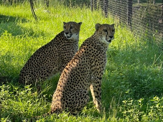Newest additions to the Alabama Gulf Coast Zoo, cheetahs Taj and Shani, sit in the shade of a palm tree in their enclosure.  PHOTOS PROVIDED