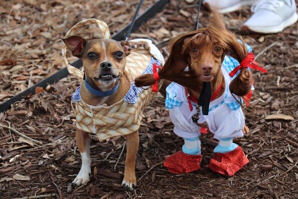 Pups strut their stuff in creative costumes during the 2023 Dogs on Hand event.