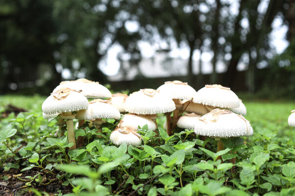 One mushroom to watch out for is the chlorophyllum molybdites, or, its common name, the &quot;vomiter mushroom.&quot; Tanner Hammond, a.k.a. Mushroom Man Tan, said these mushrooms typically grow in &ldquo;fairy rings,&rdquo; which are circles of mushroom clusters, and are found in grassy patches. &ldquo;They&rsquo;re your basic looking white mushroom,&rdquo; he said.