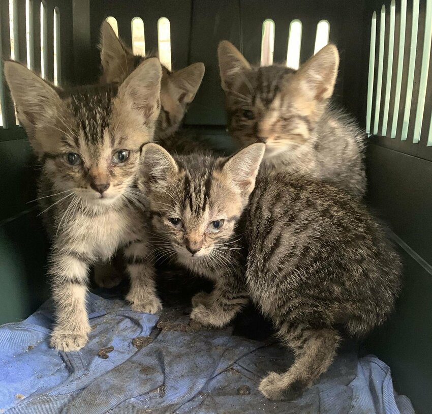 These kittens were abandoned in 2021, and The Haven gave them medial care before putting them up for adoption.