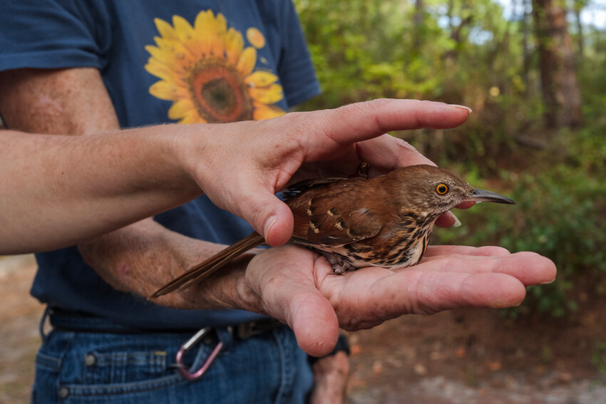 Brown Thrasher being released.