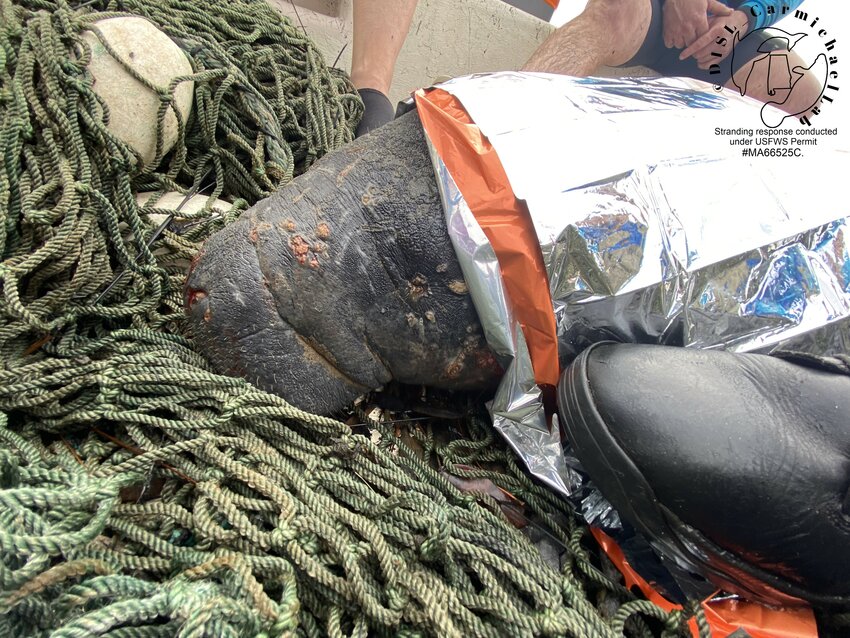 Personnel from the Dauphin Island Sea Lab (DISL), FWC, USFWS, and the Alabama Department of Conservation and Natural Resources, Marine Resources Division teamed up to capture a male manatee on December 19. A local fisherman spotted the manatee two days prior in the Theodore Industrial Canal off Mobile Bay.
