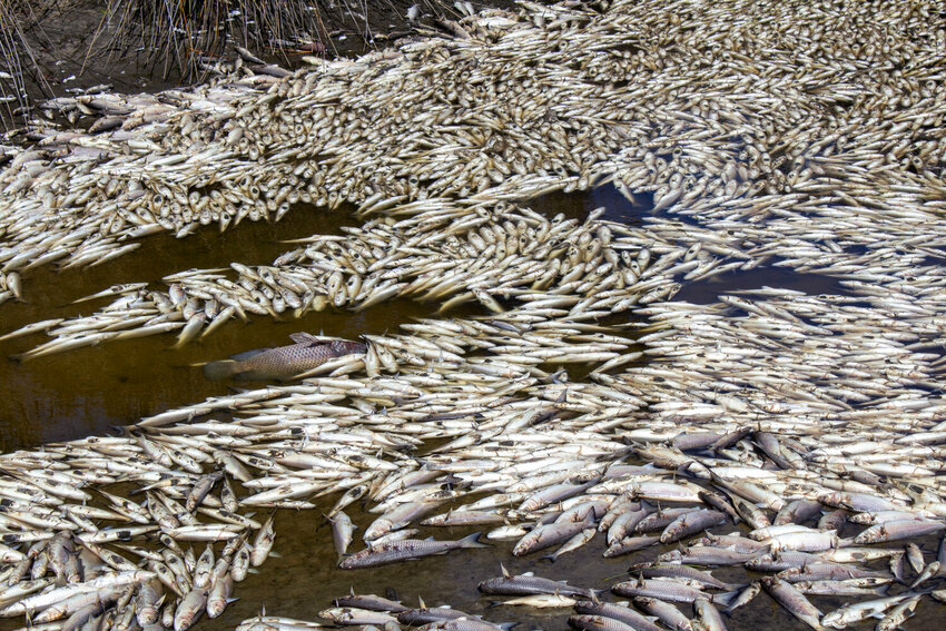 The GCM photo above was featured on the ChatGPT-generated article on the fish kill. While Kayla Green took the photo for the original GCM article, she was not credited in the ChatGPT response.