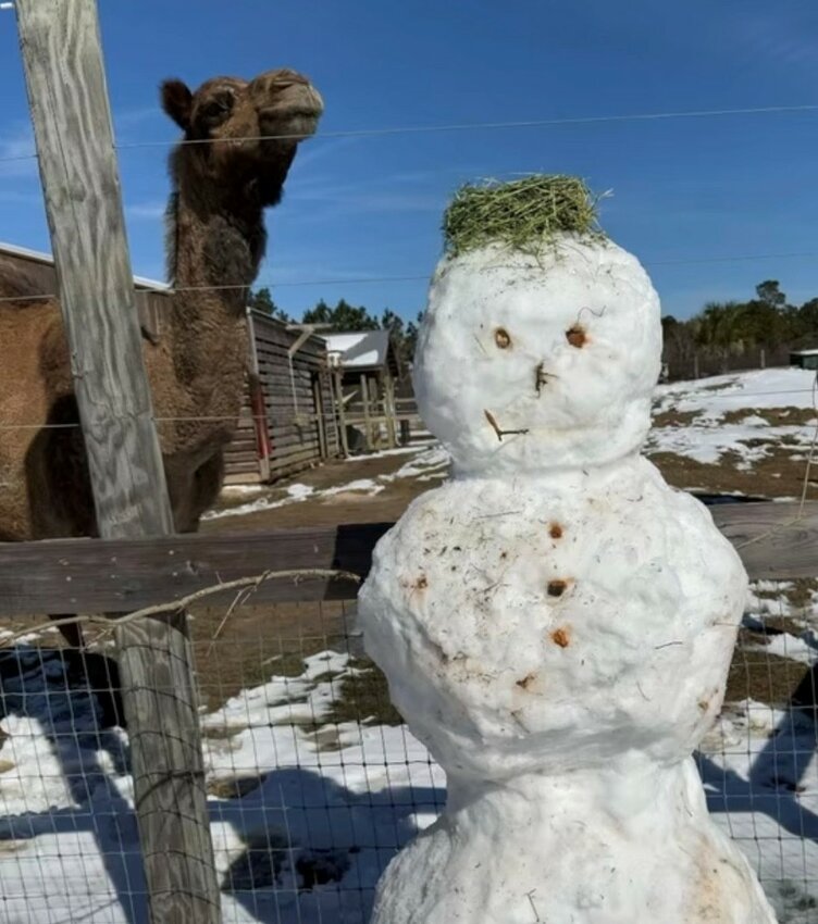 Alabama Gulf Coast Zoo's camel poses with a snowman.