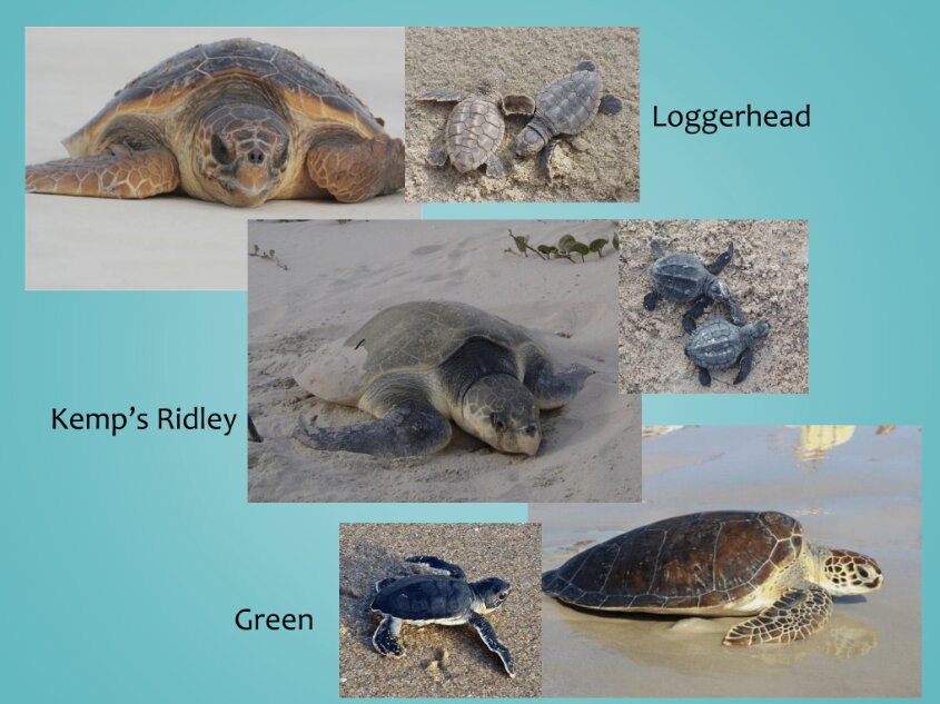 One of Chandra Wright's slides used in the presentation on Alabama sea turtles.