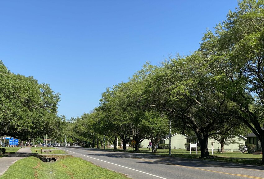 Trees extend over East Laurel Avenue in Foley. The city plans to acquire a bucket truck designed for trimming limbs to be used to improve Foley tree canopy over roads.