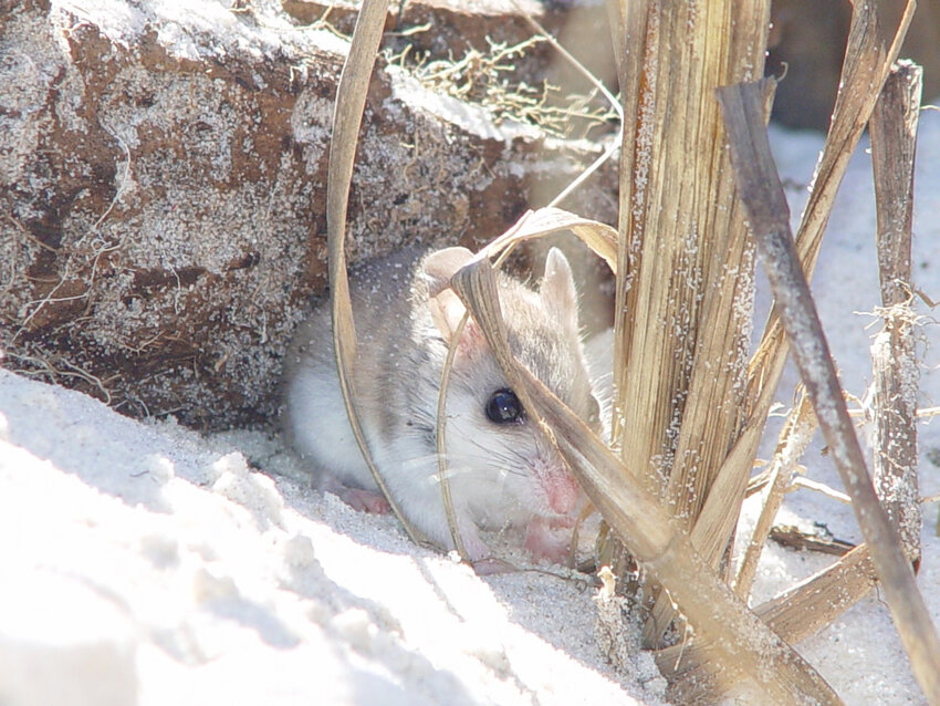 An Alabama beach mouse is an endangered species that calls the Alabama and Florida coastal areas home.