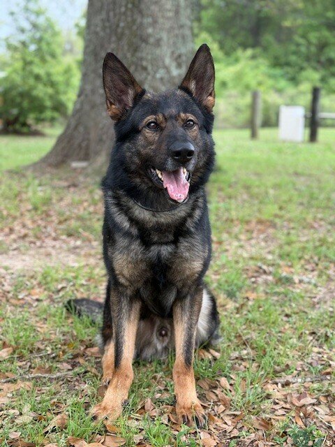 Jango is a German Shepherd from the Czech Republic.