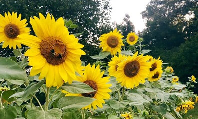 Grow big or go home: Sunflowers on the Gulf Coast - Cultivating
