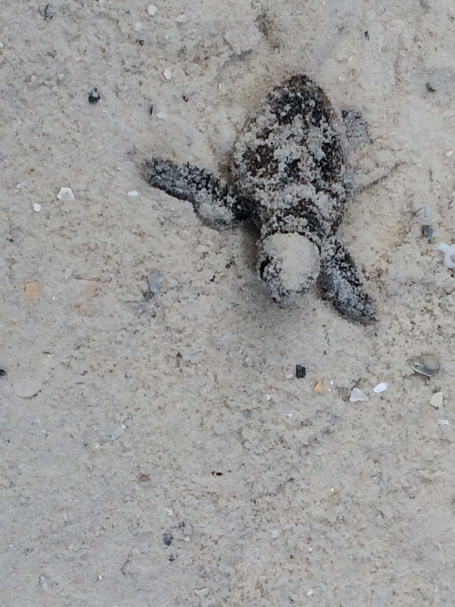 Sand covered sea turtle hatchling.