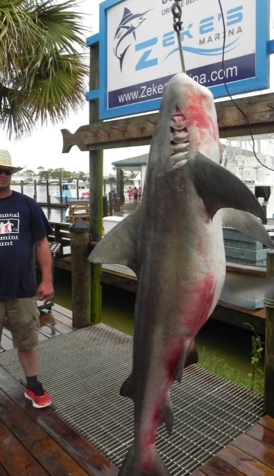 This shark was caught on Aug. 4 on the Fair Water II out of Zeke's Marina in Orange Beach.