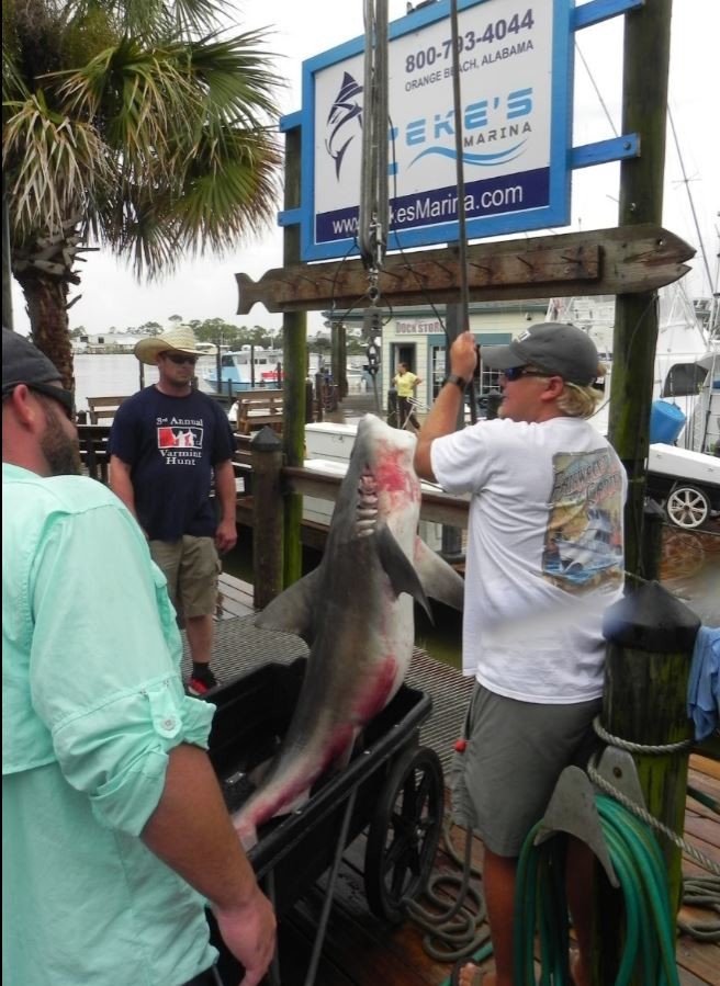 This shark was caught on Aug. 4 on the Fair Water II out of Zeke's Marina in Orange Beach.