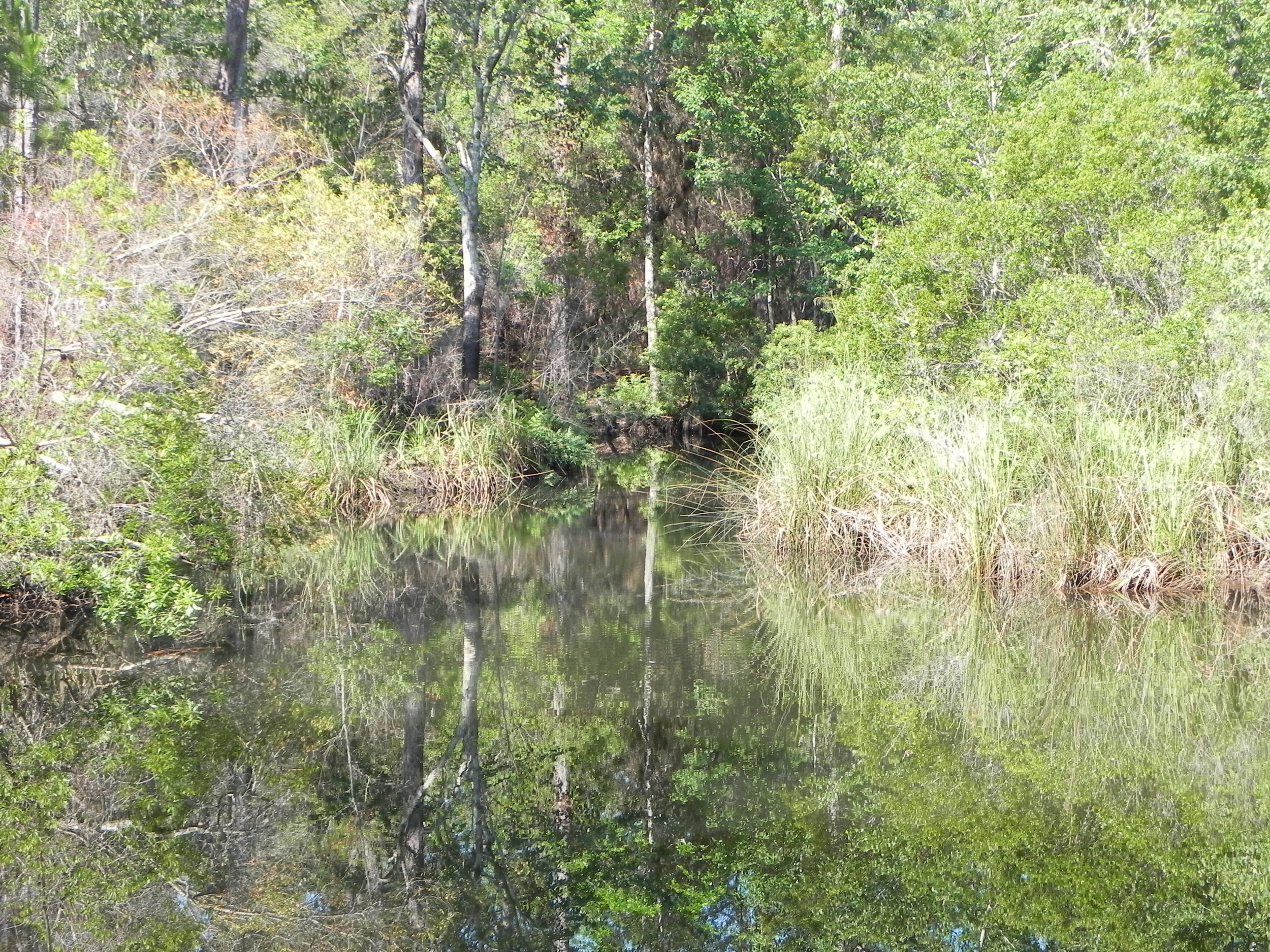 Wolf Creek, located in Graham Creek Nature Preserve, is one of many watersheds that are being monitored by the Mobile Bay National Estuary Program.