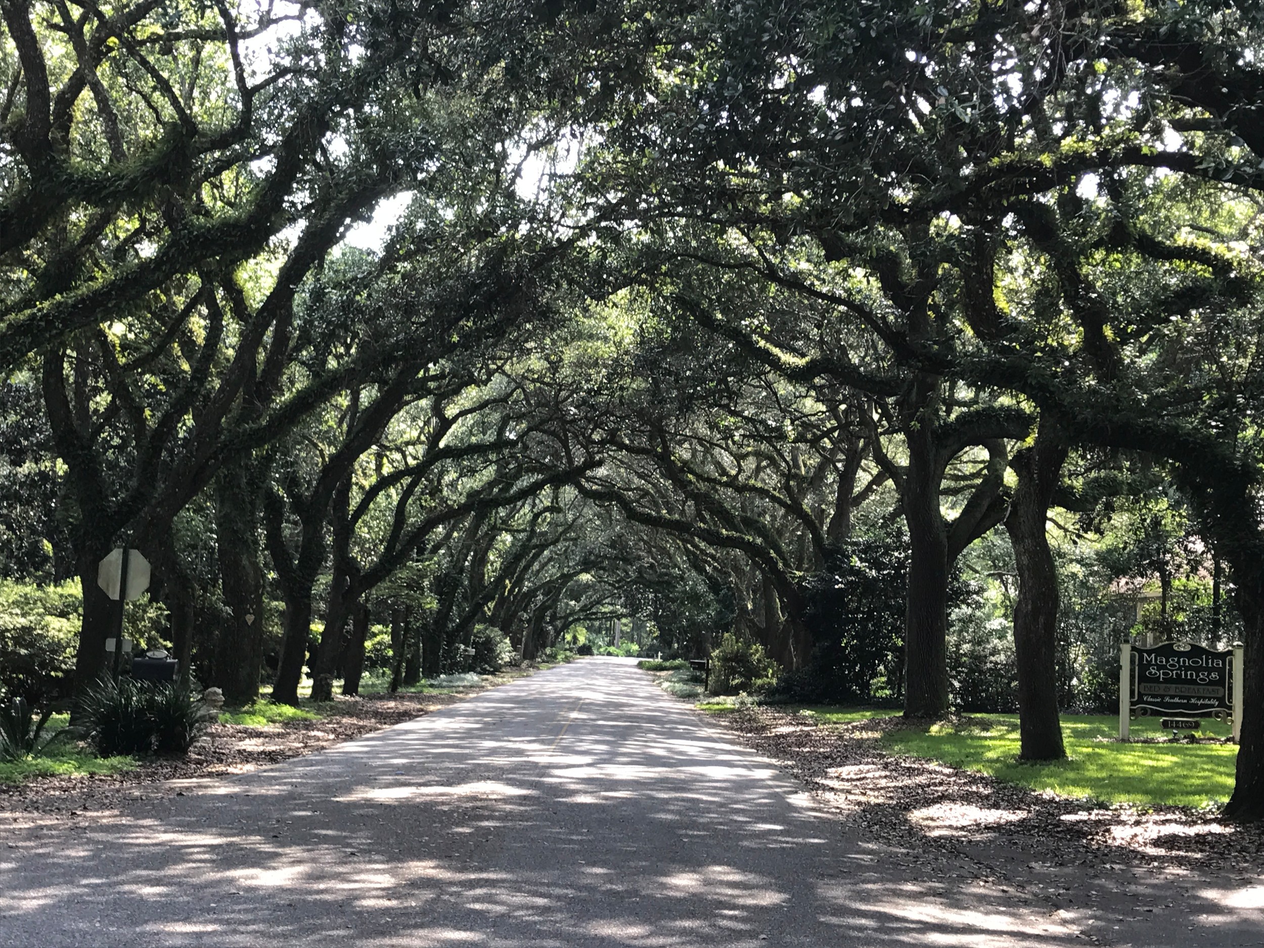 The Magnolia Springs town council hopes that the Tatum wedding could lead way to seeing even more weddings taking place on Oak Street, shown here, and possibly other locations in Magnolia Springs.