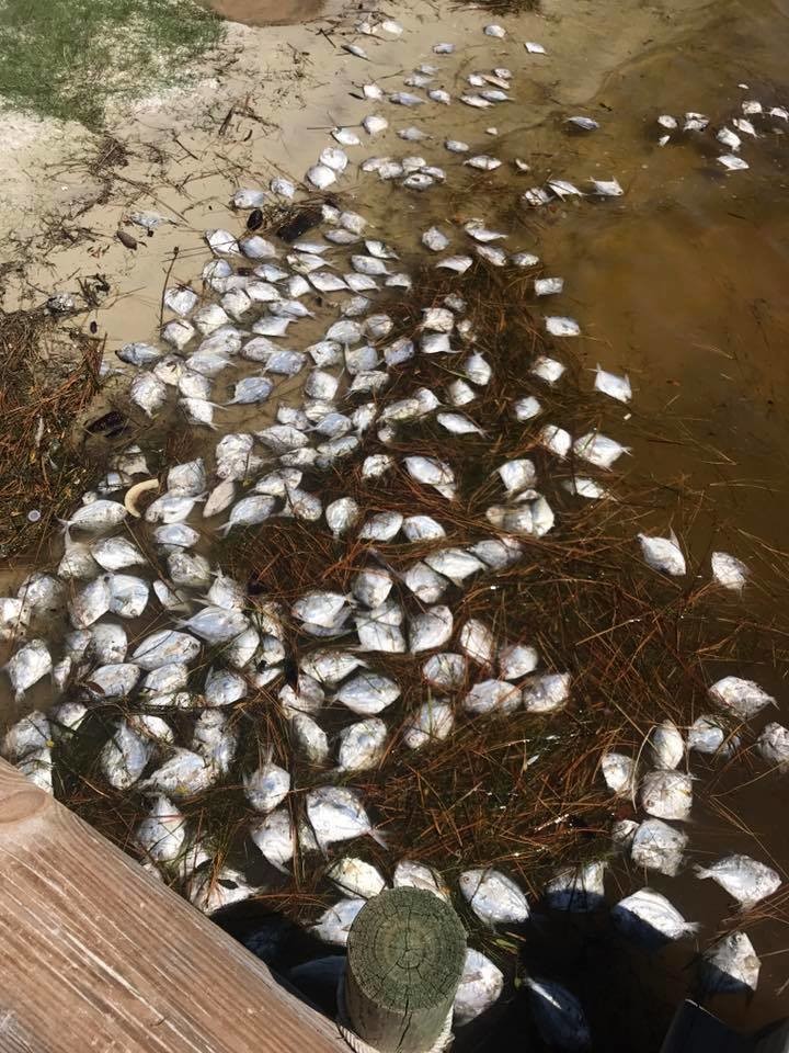 A look at fish surfacing during the recent fish kill in and around Orange Beach
