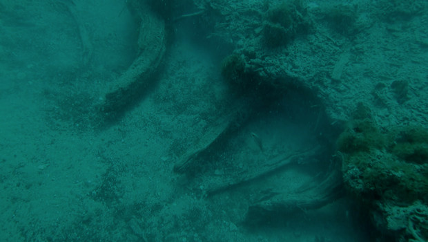 The Underwater Forest is an ancient relic from the Gulf Coast’s past. Pictured here is the river that once ran between the forest, now buried beneath miles of water.