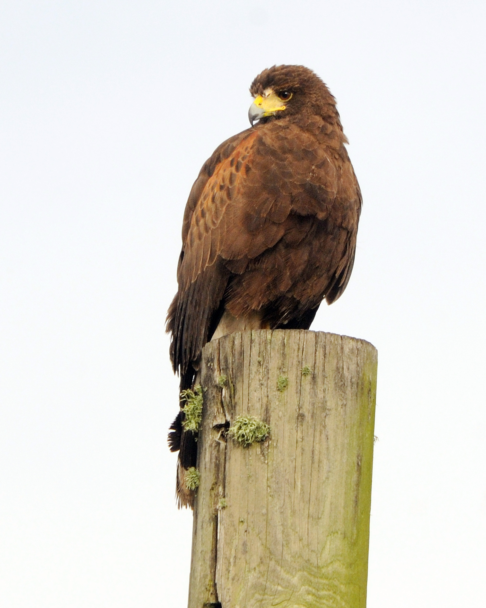 This Harris’s Hawk is not a species that typically travels to lower Alabama during the winter. Birder and 5 Rivers Educator Kathy Hicks said winter is a great time to spot vagrant birds that are traveling and searching for food.