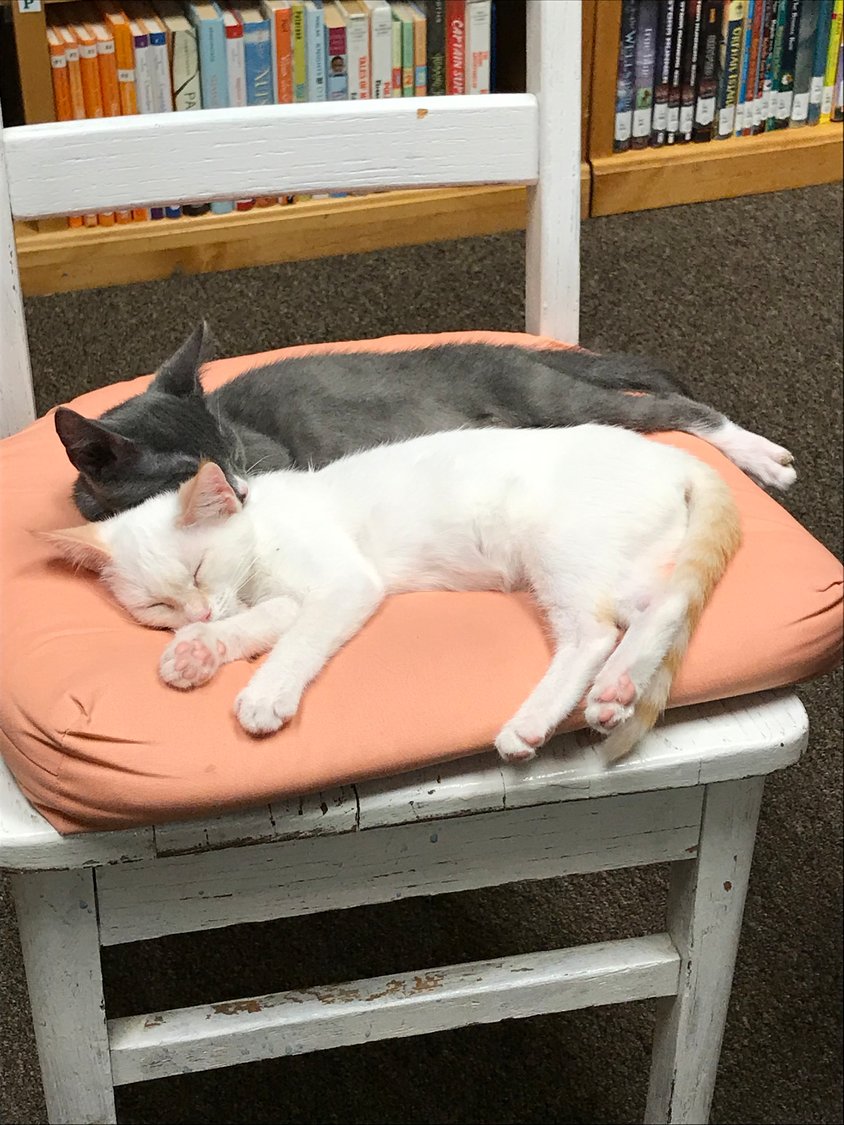Every Thursday adoptable cats from the Stray Love Foundation visit Magnolia Springs Public Library patrons. This is just one of the many programs offered at the library that keeps people coming back for more.