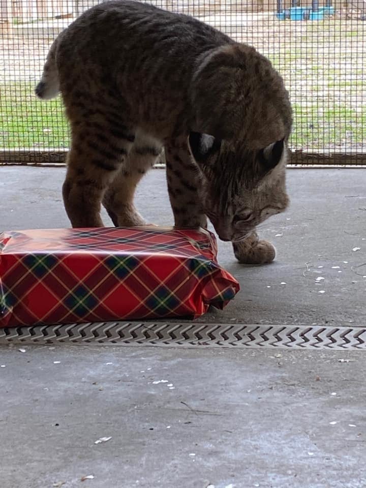 The animals at the Orange Beach Wildlife Center enjoyed Christmas gift enrichment over the holidays. The animals also enjoy live Christmas trees.