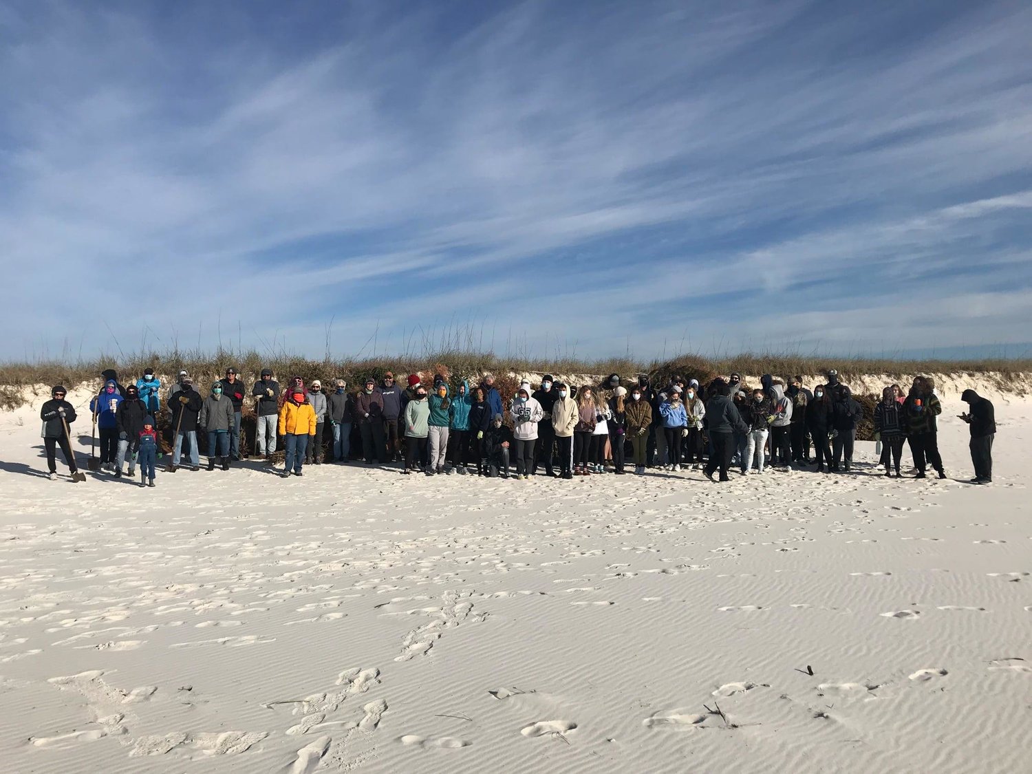 Gulf State Park staff, volunteers young and old and students from Gulf Shores High School worked to place 427 recycled Christmas trees in the dunes.