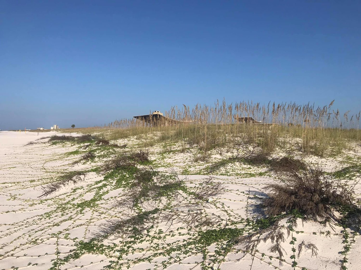 In 2019, six months after being placed, the trees built up enough sand to support Railroad vine, a native dune plant.