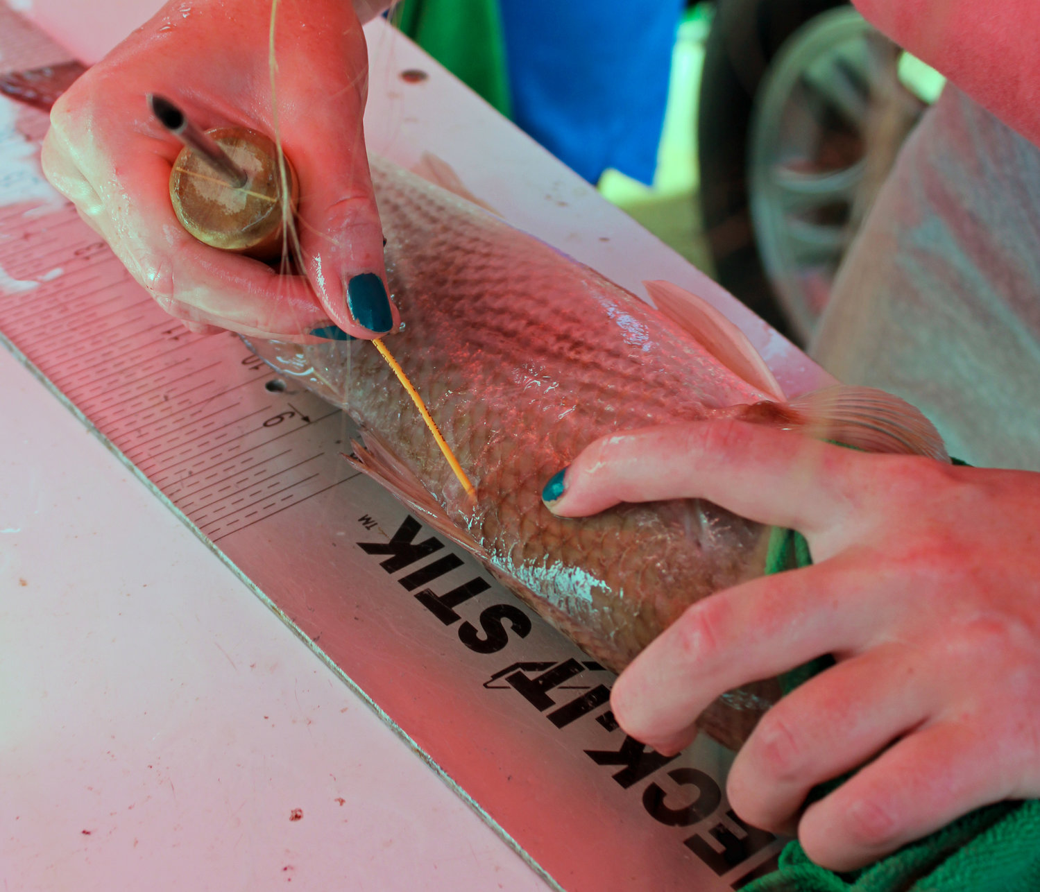 The TAG Alabama seminar shows anglers how to properly tag a fish near the dorsal fin.