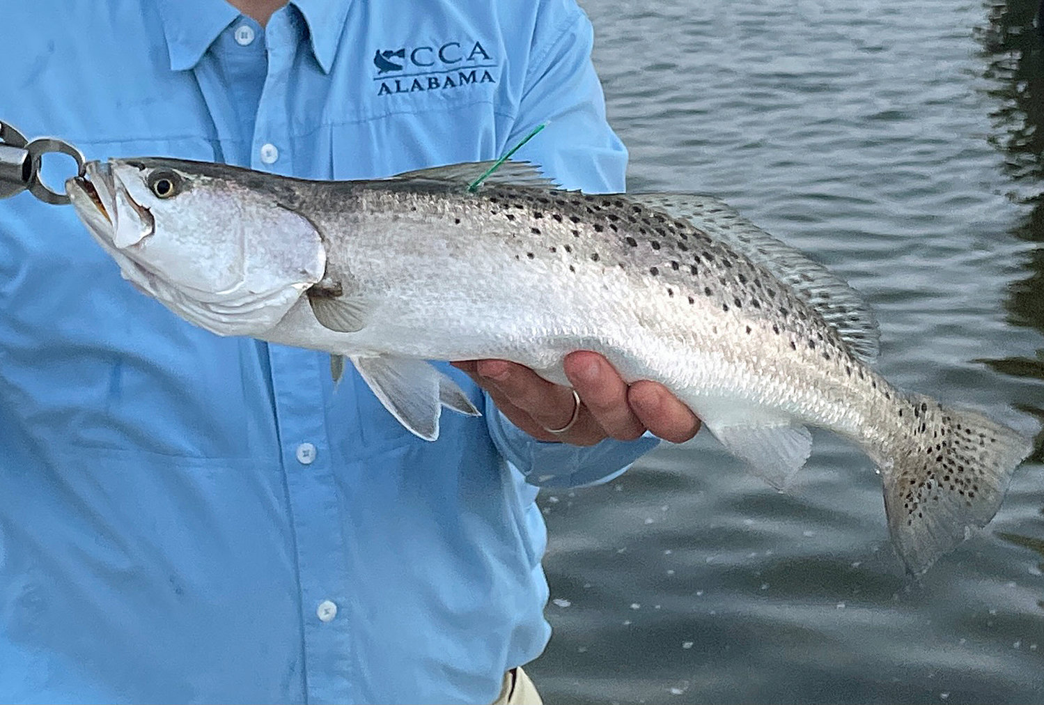 TAG Alabama has revealed that speckled trout are constantly on the move.