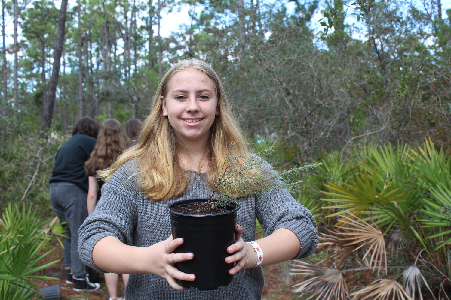 Native plants such as false rosemary were carefully dug up and potted by middle school students.