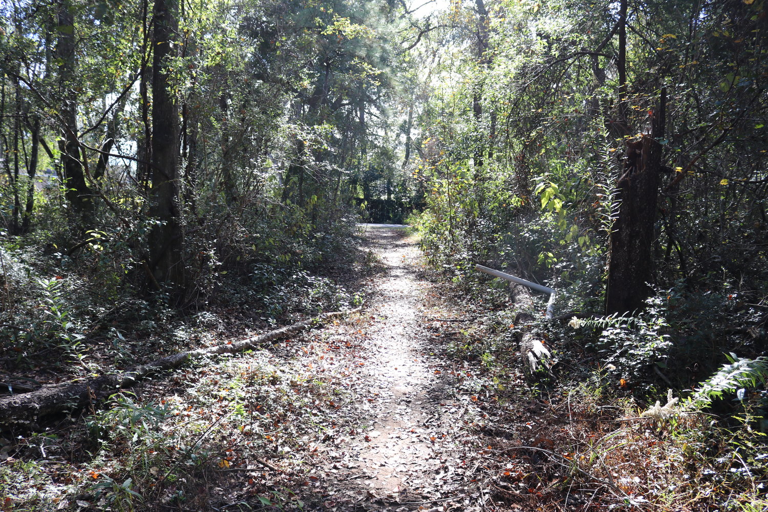 Trails extend into the Dyas Triangle in Fairhope. City officials are working to prepare plans to develop the property as a municipal nature park.