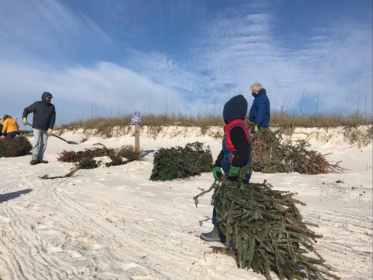 Volunteers help to place recycled Christmas trees in 2021.