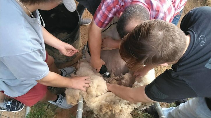 Once a year FFA students at Baldwin County High School learn to shear a sheep.