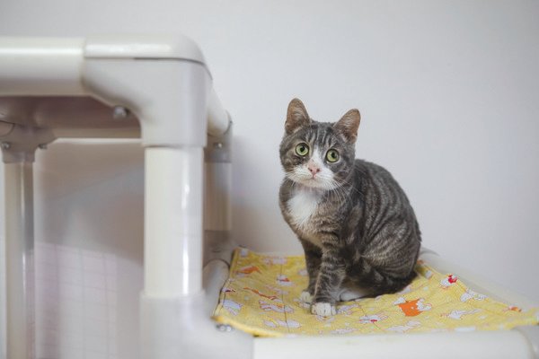Since 2000, more than 10,800 homeless cats and dogs have found loving homes thanks to efforts by The Haven.