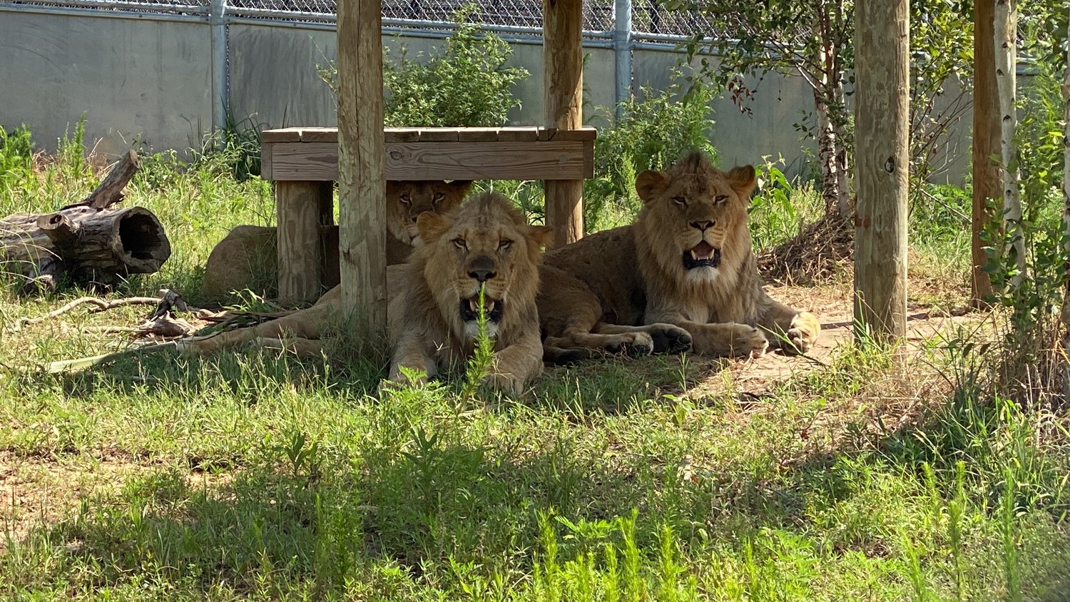 Joel Hamilton, Alabama Gulf Coast Zoo Executive Director, introduced Daniel, Chadwick and Regina, 2-year-old African lion siblings, to the public on June 17.