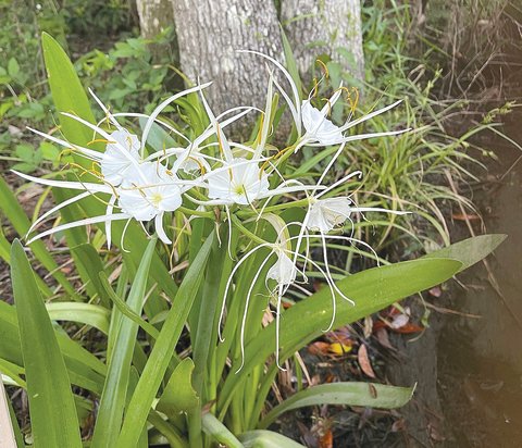 PHOTO BY DANIEL GALBRAITH 
The spider lily is one of the many species of flora in the Weeks Bay watershed.