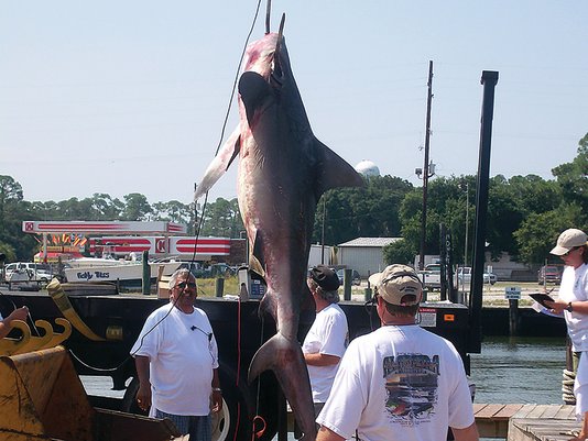 Photo by Marcus Drymon
Anglers in the 89th annual Alabama Deep Sea Fishing Rodeo will again be able to fish in the shark category.