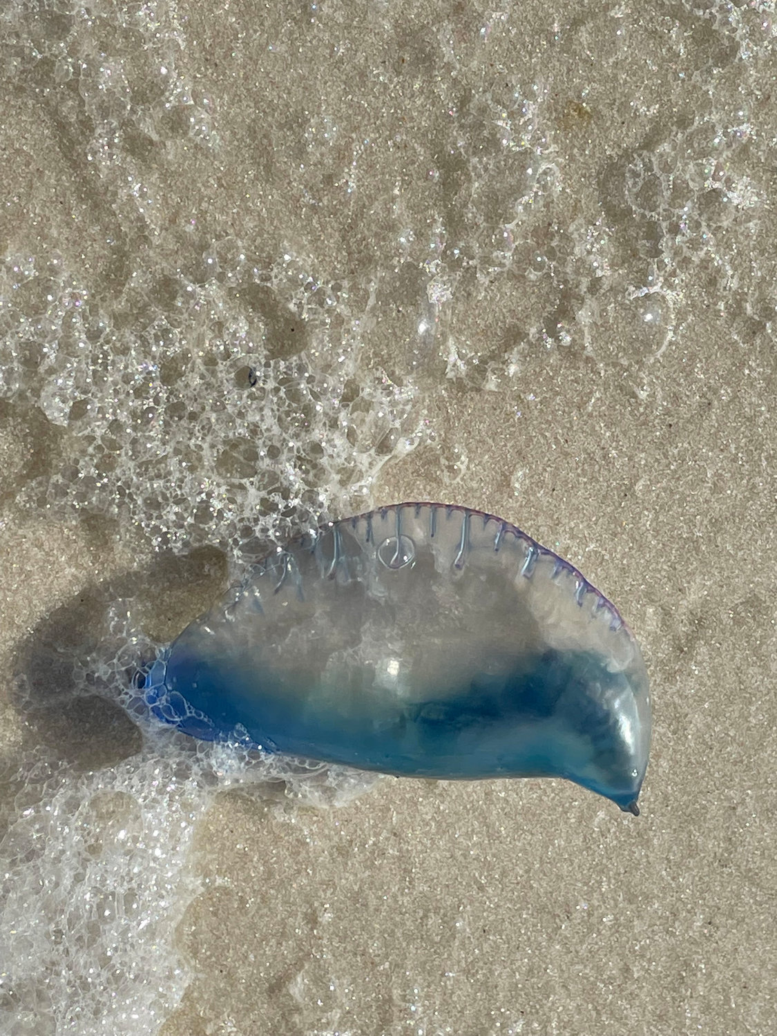 This Portuguese man o' war arrived on a Gulf Shores beach earlier in the year. While the stinging creatures can be found in Alabama waters, jellyfish are more commonly seen by swimmers and can pack a painful sting. Purple flags flying over Gulf Shores and Orange Beach warn swimmers to be aware of the creatures' tentacles.
