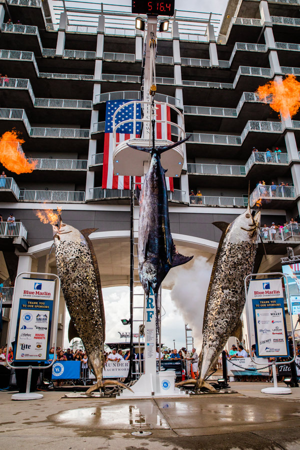 Teams’ biggest catches will be displayed at the end of the boardwalk of The Wharf during this weekend’s Blue Marlin Grand Championship in Orange Beach.