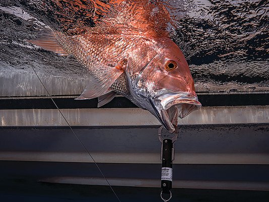A SeaQualizer descending device is used to lower a red snapper to a certain depth to allow it return to the reef and maximize survival.