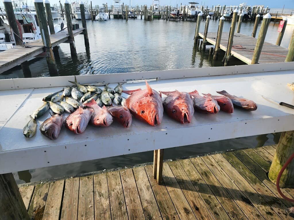 Tom Steber, owner of Fort Morgan Marina, said the charter fishing season has been off to a great start despite rising prices and the heat of the summer.