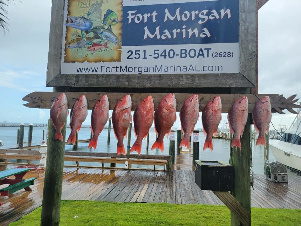 “When you're running out of our area, Orange Beach and Fort Morgan, you're about guaranteed you're going to catch snapper,” said Tom Steber, owner of Fort Morgan Marina.