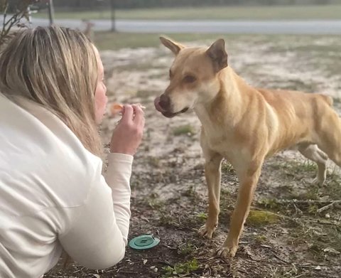 Dana Davis used hot dogs and lunch meat to try to win the trust of Forest, a dog running loose in the Lake Forest community.