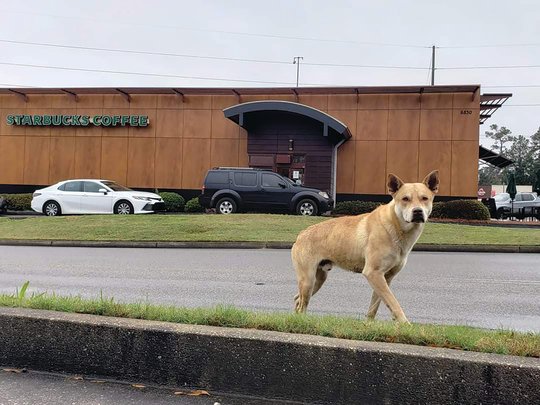 Dana Davis, a professional photographer, took photos of each encounter she had with Forest, a dog living in the wilds of the Lake Forest community. The first time she saw him was in front of the Starbucks in Daphne and she snapped this photo.