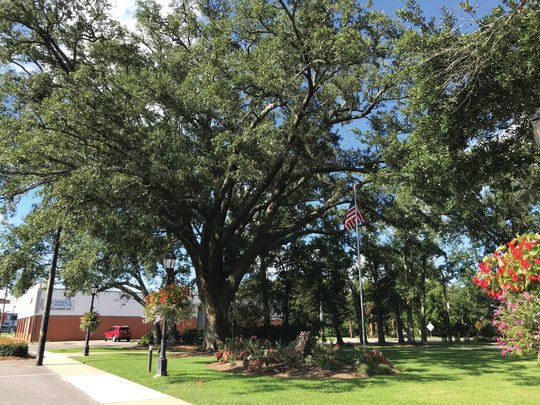 A stone marker sits under the oak tree planted 79 years ago as a tribute to Foley residents fighting in World War II. The city plans to add benches and other improvements at the site as a tribute to veterans.