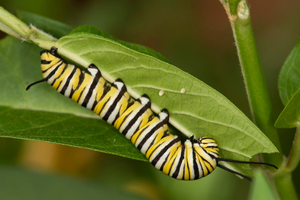 A monarch larva crawls along a leaf.