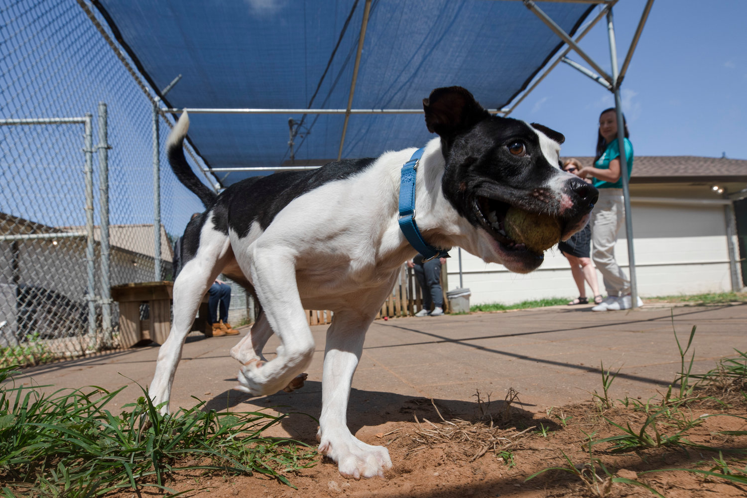 Lazlo is the Baldwin Humane Society longest resident and it is time for him to find a forever home. When this photo was taken in 2022, Lazlo had been at the shelter for two years. He loves to play ball and is a sweetheart.