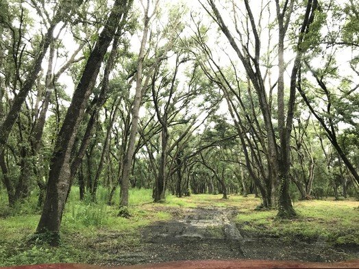 Trees cover undeveloped property in Gulf Shores. The city now has an ordinance requiring property owners to get permission to cut trees on their land. Joel Potter, the new Gulf Shores arborist, said the ordinance is intended to protect trees from being lost to development.