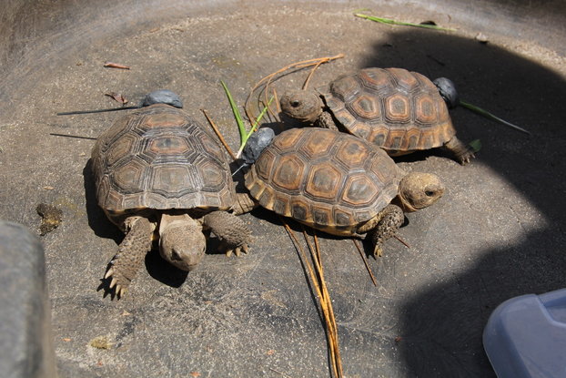 Radio transmitters were attached to 90 of the gopher tortoises released in the Geneva State Forest WMA.
