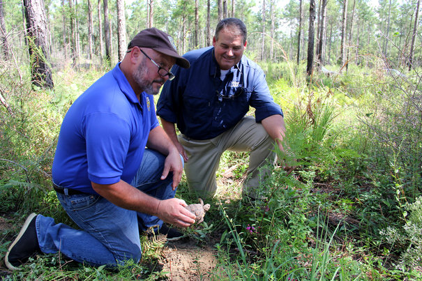 USFWS Southeast Region Director Leopoldo Miranda-Castro and ADCNR Commissioner Chris Blankenship release a young gopher tortoise into a starter burrow.